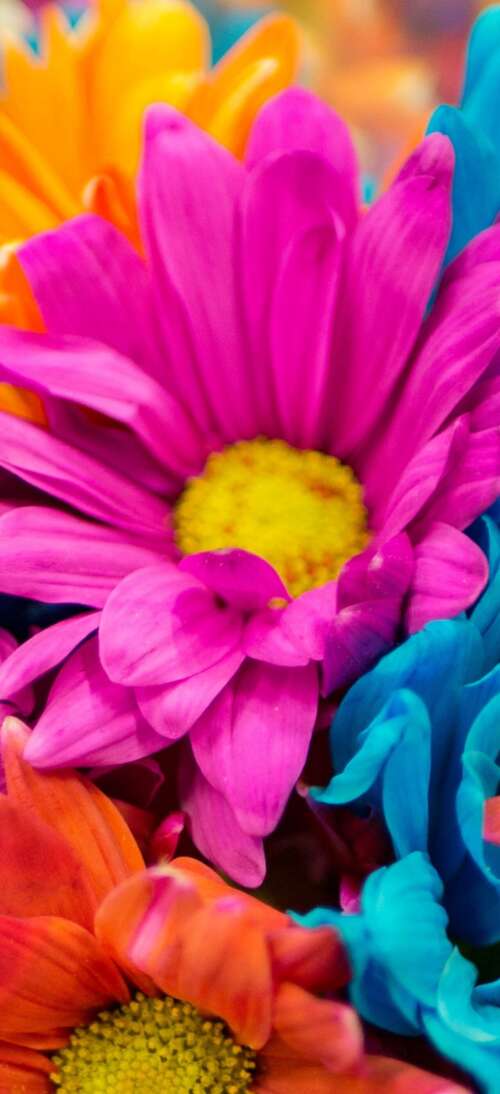 A vibrant and colorful close-up of pink and orange dahlia flowers in full bloom. realme GT 7T download free phone wallpaper
