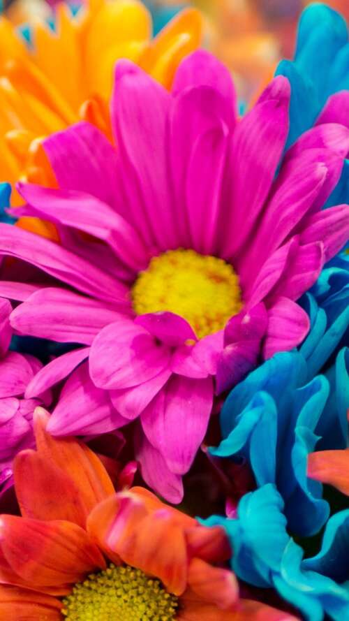 A vibrant and colorful close-up of pink and orange dahlia flowers in full bloom. Apple iPhone SE 2022 free background