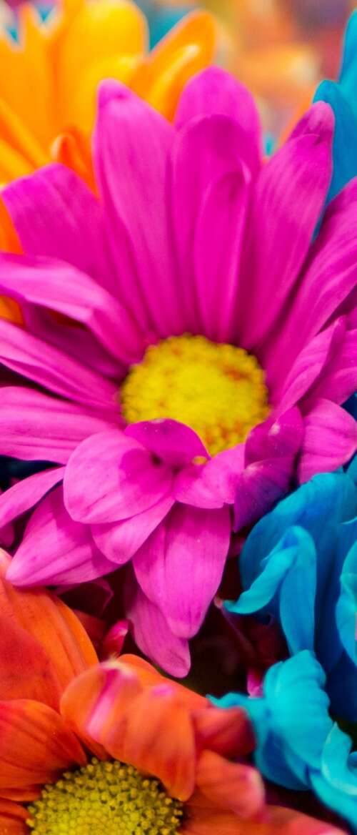 A vibrant and colorful close-up of pink and orange dahlia flowers in full bloom. nubia Flip 3 hd background