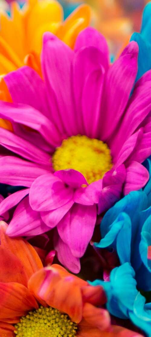 A vibrant and colorful close-up of pink and orange dahlia flowers in full bloom. Motorola Edge (2025) mobile wallpaper