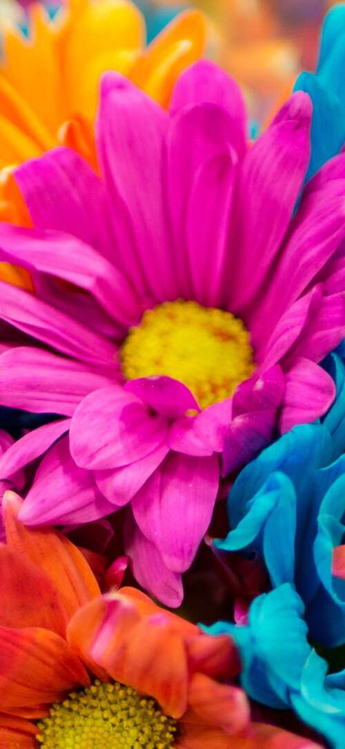 A vibrant and colorful close-up of pink and orange dahlia flowers in full bloom. Xiaomi Redmi 15 4G hand phone wallpaper