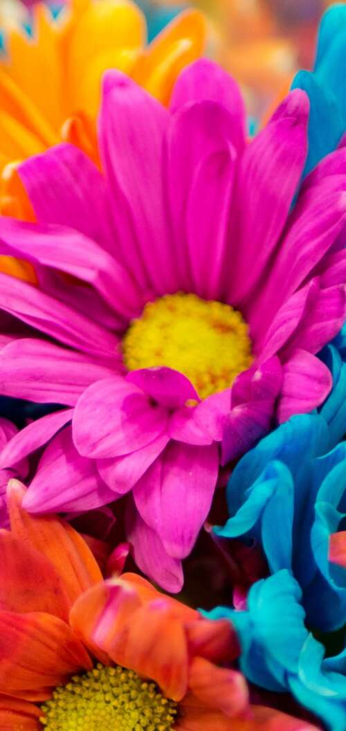 A vibrant and colorful close-up of pink and orange dahlia flowers in full bloom. Oppo A6k 4G free wallpaper