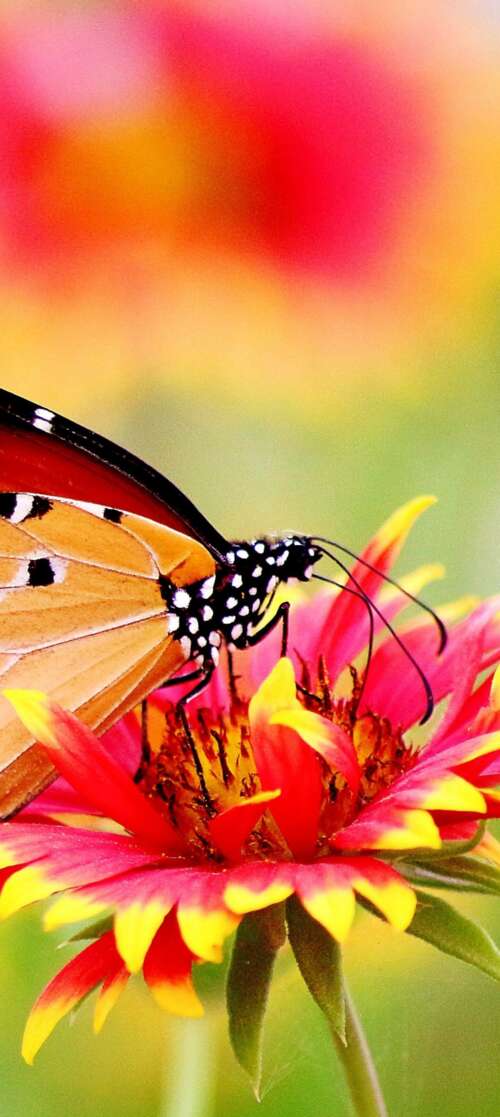 A colorful butterfly resting on flowers in a sunlit garden with soft bokeh and floating... Motorola Moto G56 5G wallpaper