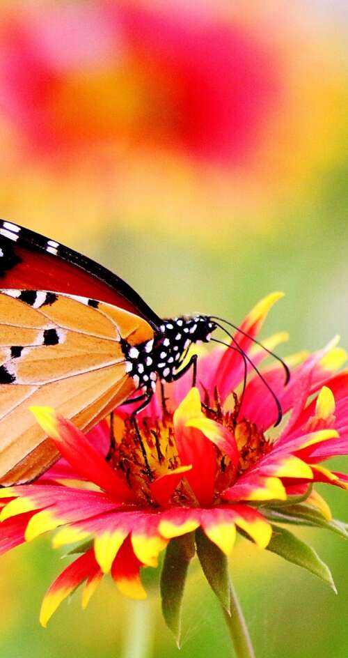 A colorful butterfly resting on flowers in a sunlit garden with soft bokeh and floating... Sharp Aquos C10 wallpaper