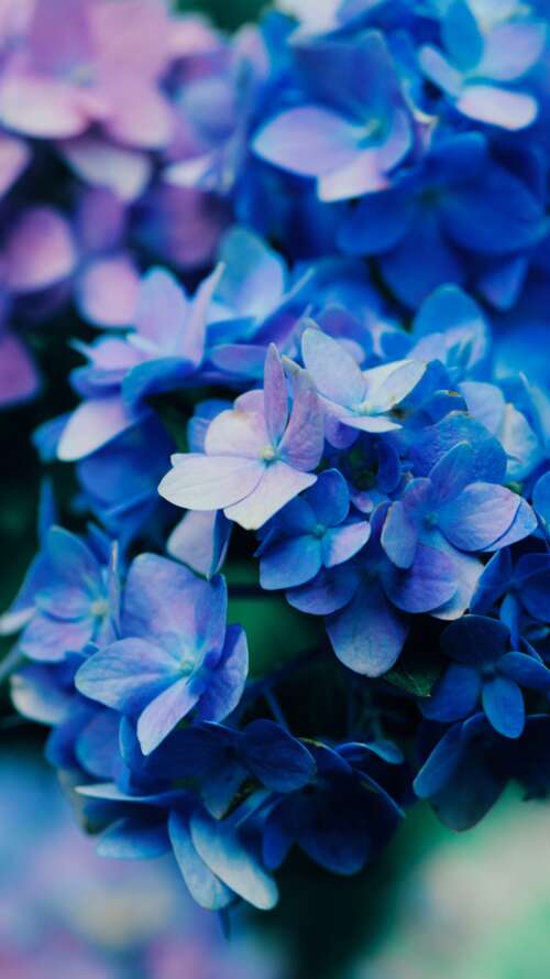 Macro shot of vibrant purple flowers with detailed petals and natural textures. Apple iPhone SE 2022 mobile wallpaper
