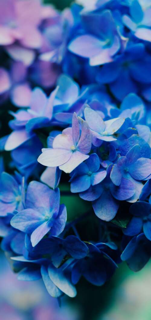 Macro shot of vibrant purple flowers with detailed petals and natural textures. Oppo A6k 5G hd background