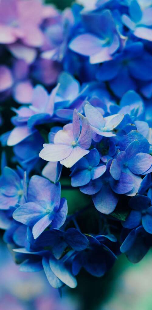 Macro shot of vibrant purple flowers with detailed petals and natural textures. Huawei Mate 30 Pro pictures for wallpaper