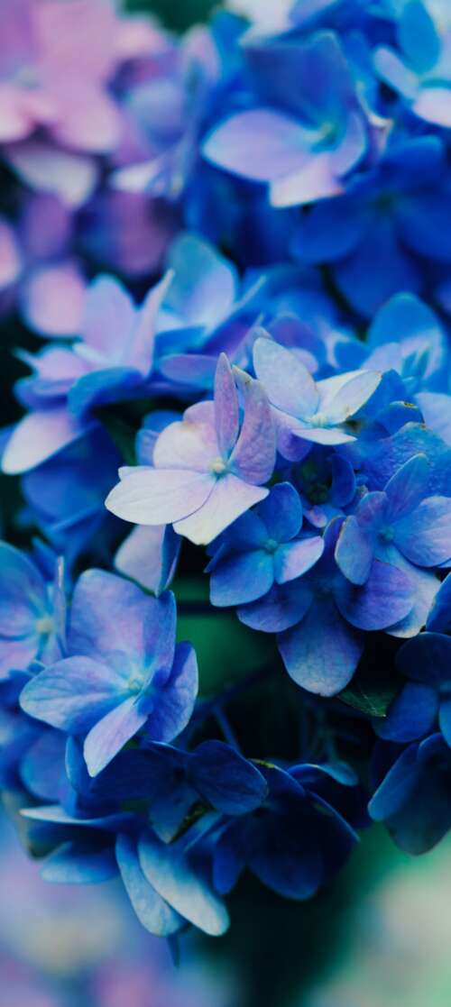 Macro shot of vibrant purple flowers with detailed petals and natural textures. Infinix Smart 10 hd background