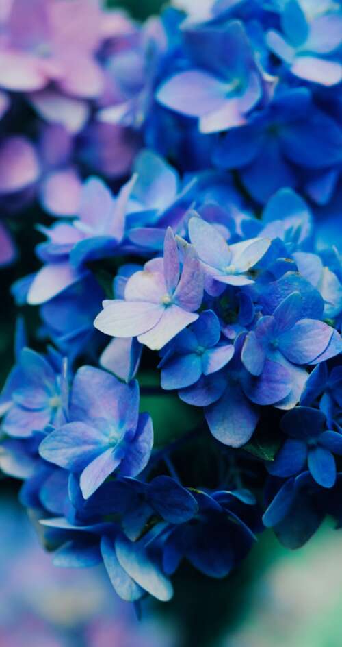 Macro shot of vibrant purple flowers with detailed petals and natural textures. Sharp Aquos C10 pictures for wallpaper