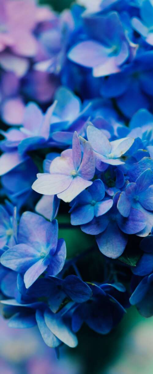 Macro shot of vibrant purple flowers with detailed petals and natural textures. Samsung Galaxy Z Flip7 FE wallpaper images