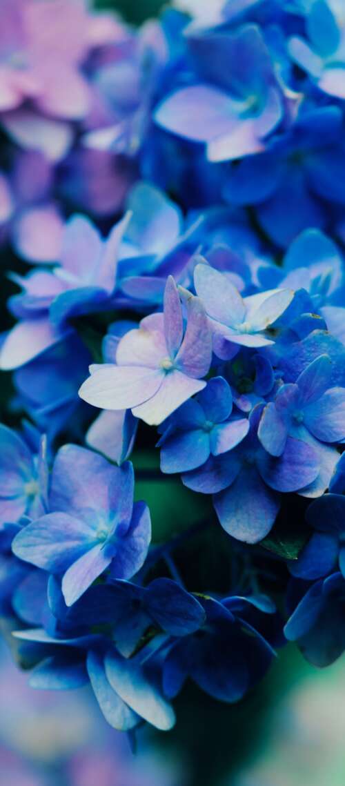 Macro shot of vibrant purple flowers with detailed petals and natural textures. Blackview XPLORE 1 Pro pictures for wallpaper