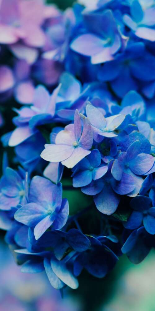 Macro shot of vibrant purple flowers with detailed petals and natural textures. Ulefone Rugking 2 Pro free background
