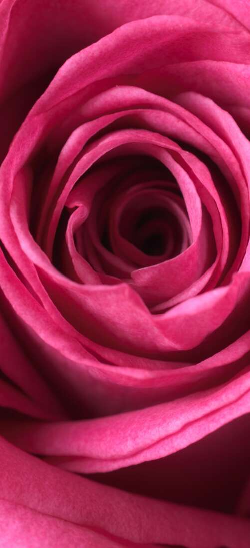 A close-up macro view of a blooming pink rose showing soft, velvety petals in high... mobile wallpaper