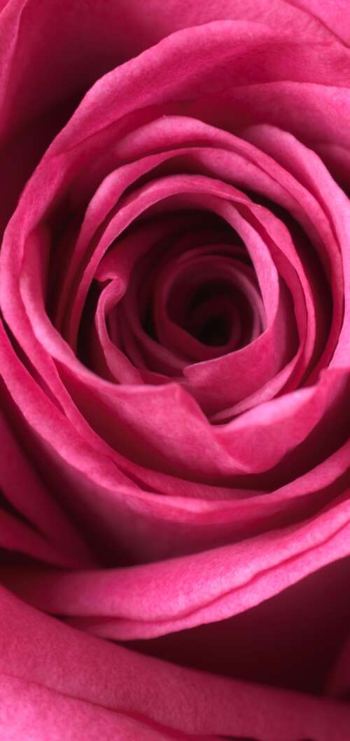 A close-up macro view of a blooming pink rose showing soft, velvety petals in high... Oppo A6k 4G wallpapers for android