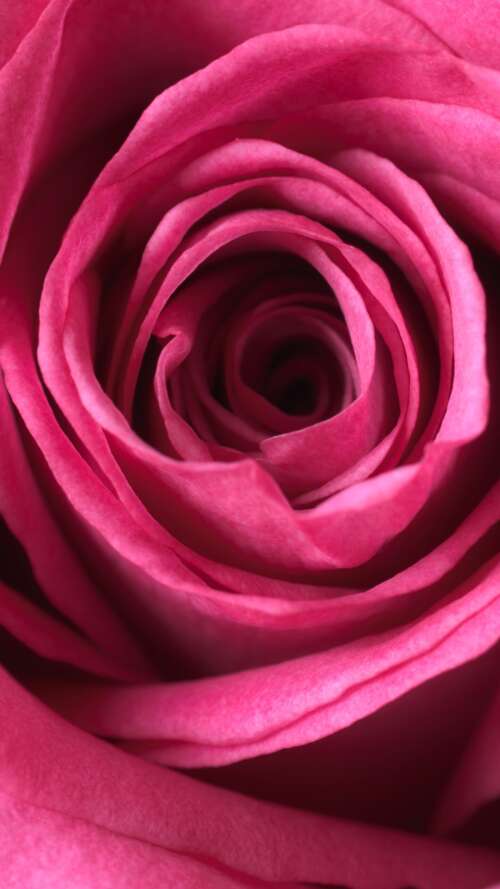 A close-up macro view of a blooming pink rose showing soft, velvety petals in high... Apple iPhone SE 2022