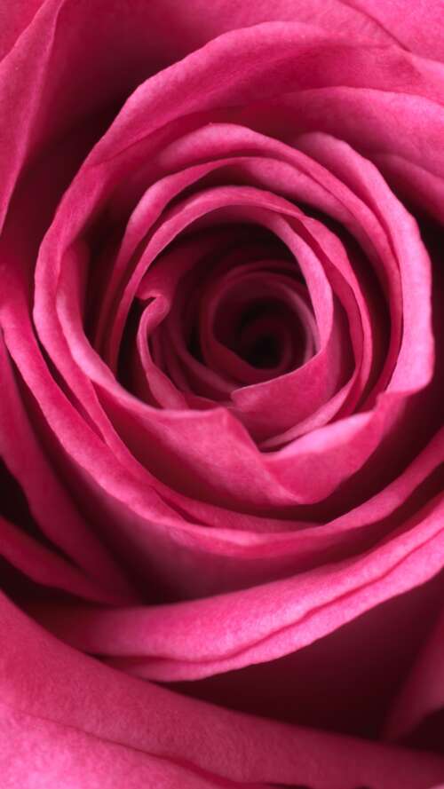 Ethereal Pink Rose Bloom
