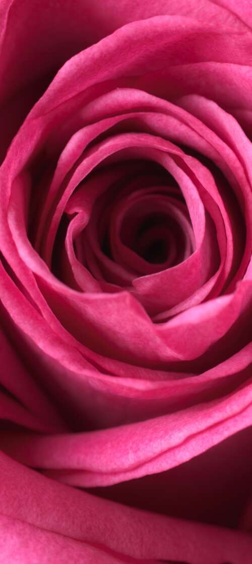 A close-up macro view of a blooming pink rose showing soft, velvety petals in high... Infinix Smart 10 wallpapers for android