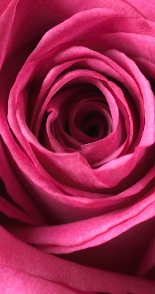 A close-up macro view of a blooming pink rose showing soft, velvety petals in high... Sharp Aquos C10 mobile wallpaper
