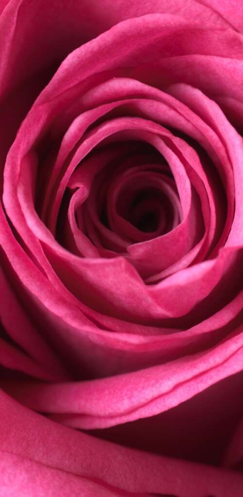 A close-up macro view of a blooming pink rose showing soft, velvety petals in high... Huawei Mate 30 Pro mobile wallpaper