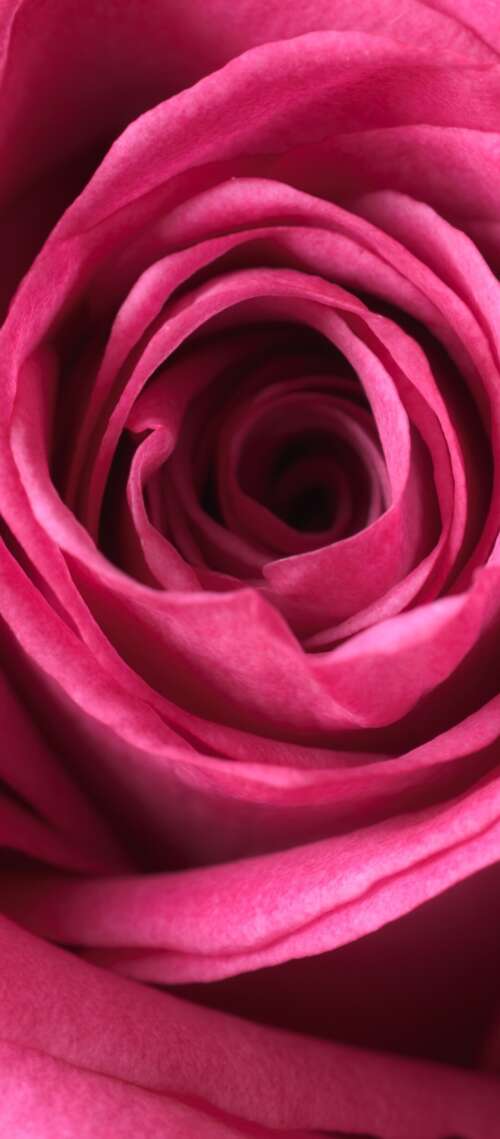 A close-up macro view of a blooming pink rose showing soft, velvety petals in high... Blackview XPLORE 1 Pro mobile wallpaper
