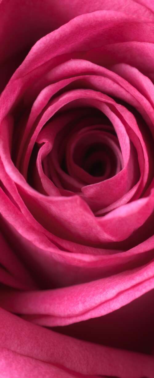 A close-up macro view of a blooming pink rose showing soft, velvety petals in high... Samsung Galaxy Z Flip7 FE lock screen wallpaper
