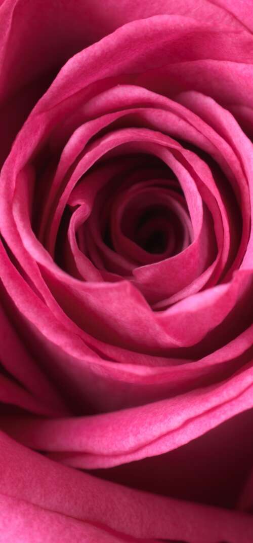 A close-up macro view of a blooming pink rose showing soft, velvety petals in high... Samsung Galaxy S26 Ultra hd background