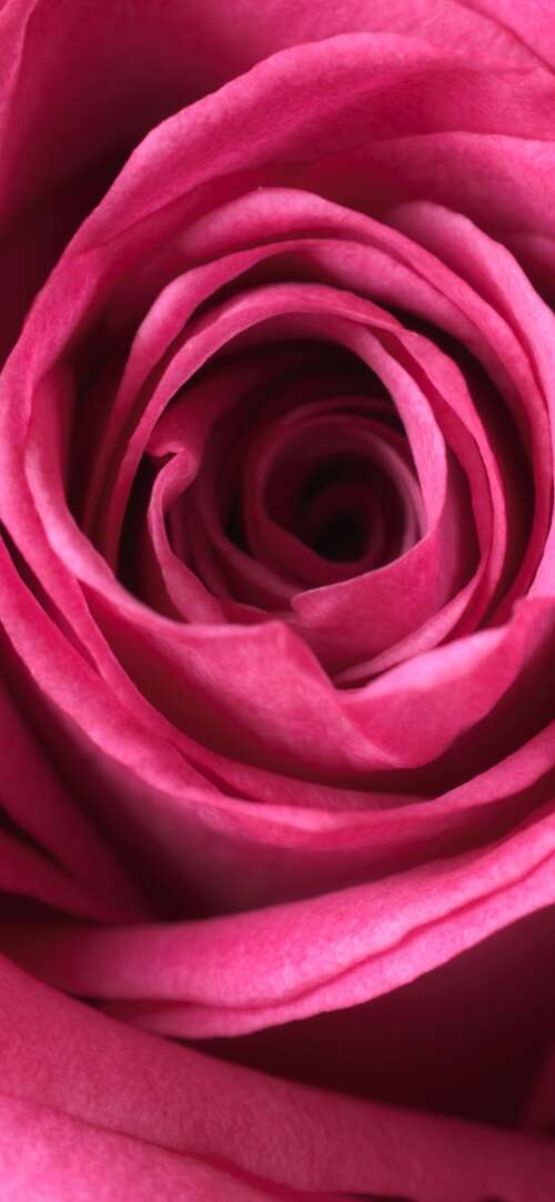 A close-up macro view of a blooming pink rose showing soft, velvety petals in high... Xiaomi Redmi 15 4G wallpaper photo gallery download