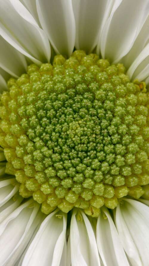 Extreme close-up macro shot of a white daisy flower with a bright yellow center and... Apple iPhone SE 2022 wallpaper photo gallery download