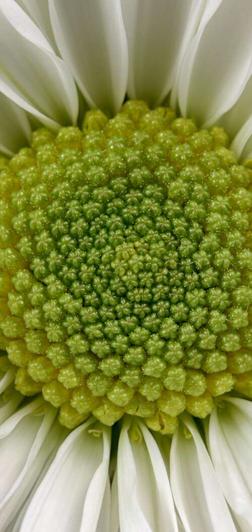 Extreme close-up macro shot of a white daisy flower with a bright yellow center and... Oppo A6k 4G background images hd