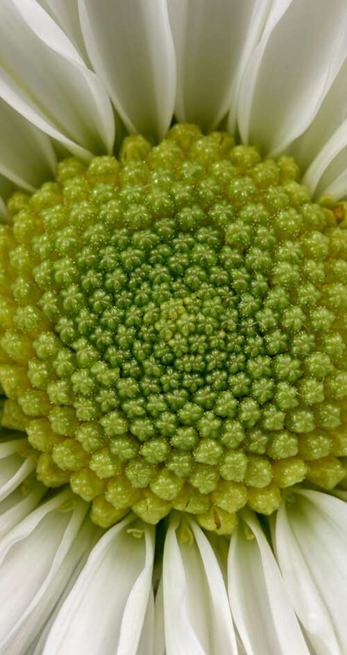 Extreme close-up macro shot of a white daisy flower with a bright yellow center and... Sharp Aquos C10 high definition wallpaper