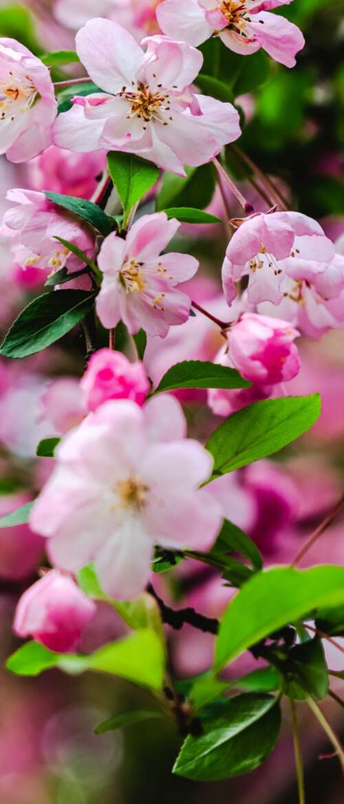 Vibrant pink cherry blossoms and delicate spring flowers in full bloom. wallpapers for android