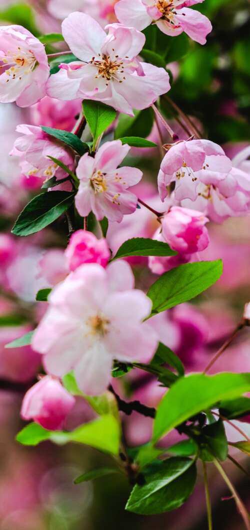 Vibrant pink cherry blossoms and delicate spring flowers in full bloom. Oppo A6k 4G cell phone backgrounds free