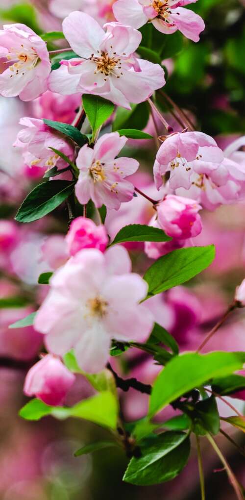 Vibrant pink cherry blossoms and delicate spring flowers in full bloom. Huawei Mate 30 Pro wallpapers for android