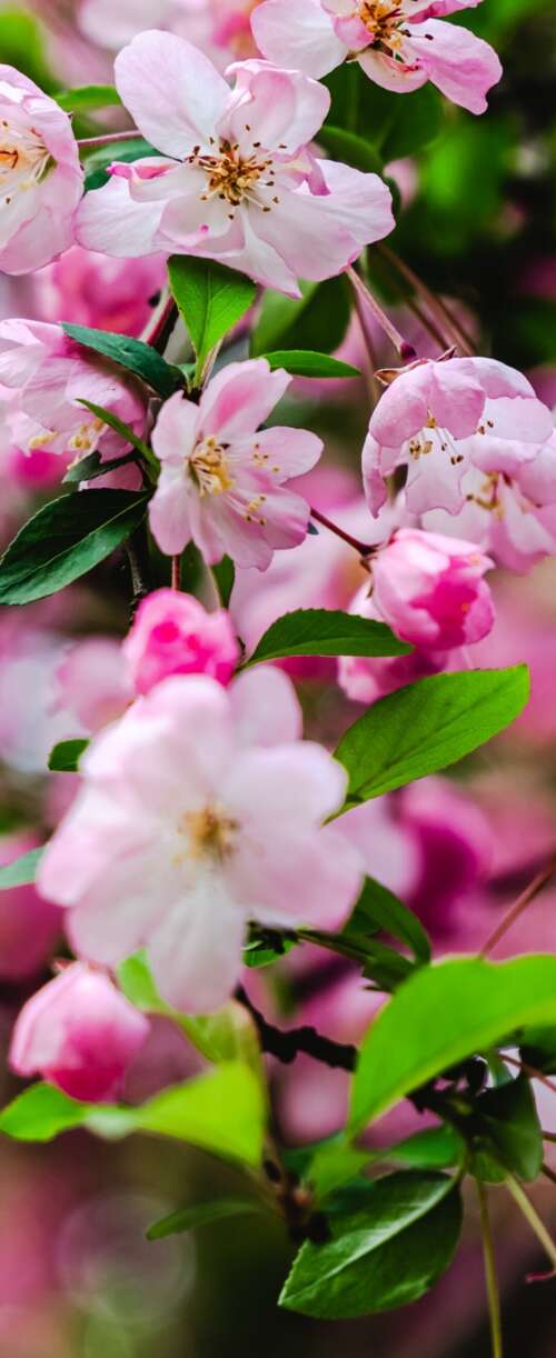 Vibrant pink cherry blossoms and delicate spring flowers in full bloom. Samsung Galaxy Z Flip7 FE hand phone wallpaper