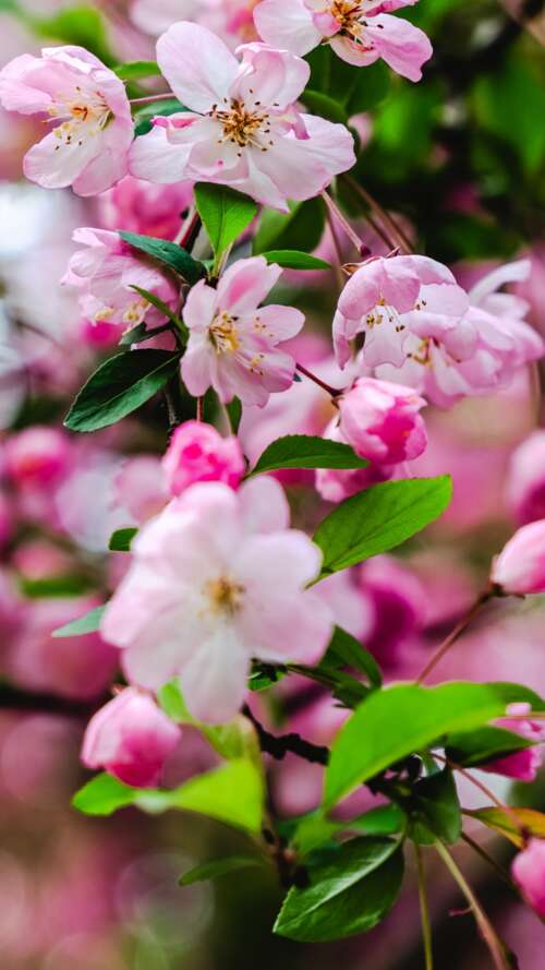 Vibrant pink cherry blossoms and delicate spring flowers in full bloom. Apple iPhone SE 2022 free wallpaper
