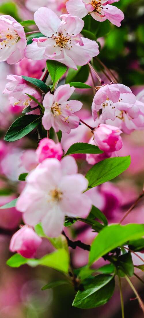 Vibrant pink cherry blossoms and delicate spring flowers in full bloom. Huawei Pura 90 Pro background images hd