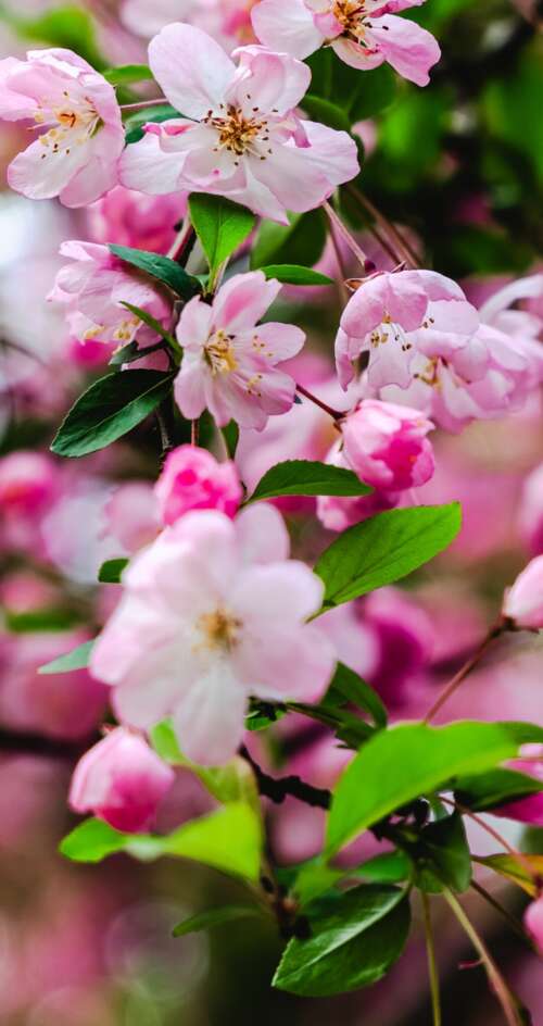 Vibrant pink cherry blossoms and delicate spring flowers in full bloom. Sharp Aquos C10 wallpapers for android