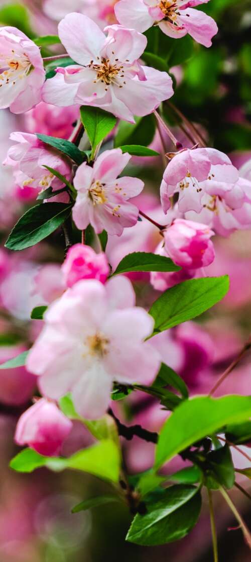 Vibrant pink cherry blossoms and delicate spring flowers in full bloom. itel CITY 100 cell phone backgrounds free