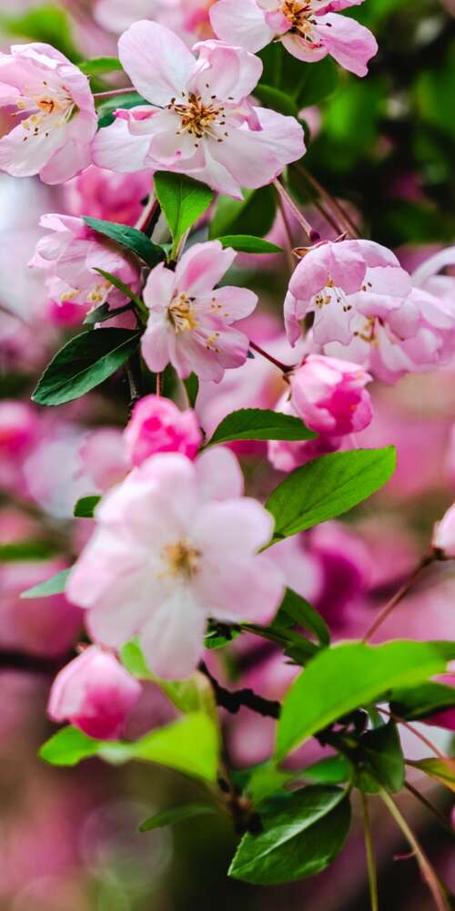 Vibrant pink cherry blossoms and delicate spring flowers in full bloom. Ulefone Rugking 2 Pro mobile wallpaper