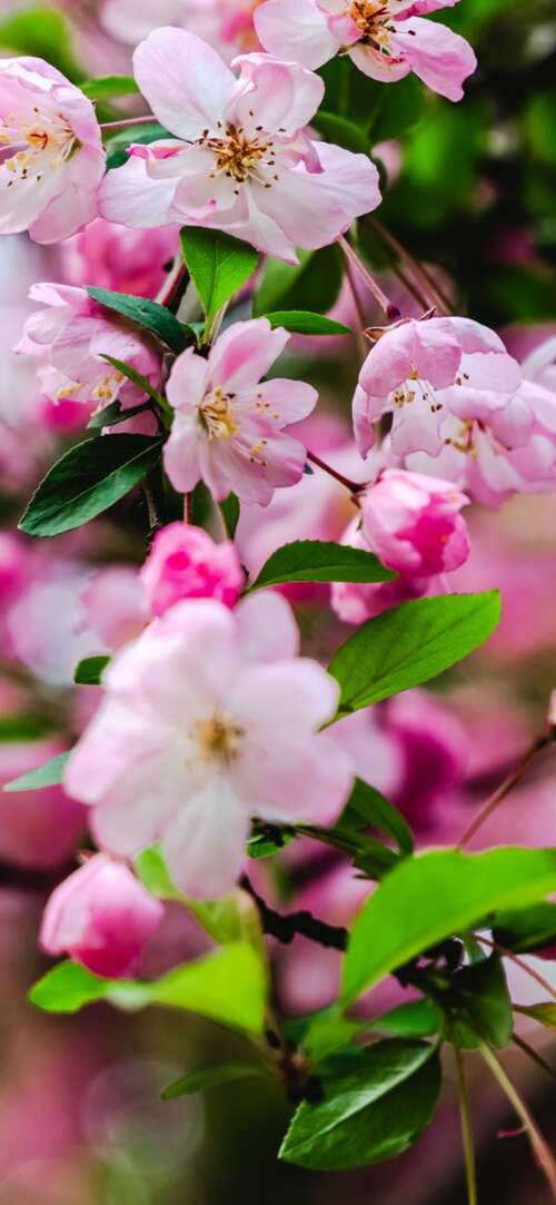 Vibrant pink cherry blossoms and delicate spring flowers in full bloom. Xiaomi Redmi 15 4G download free phone wallpaper