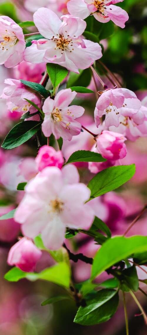 Vibrant pink cherry blossoms and delicate spring flowers in full bloom. Blackview XPLORE X1 wallpapers for android