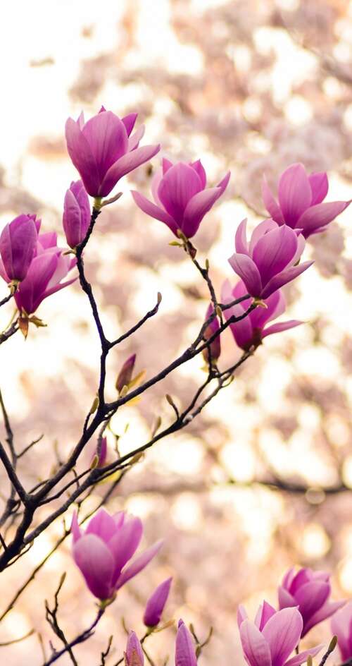 Close-up of magnolia and purple flowers on spring branches free background