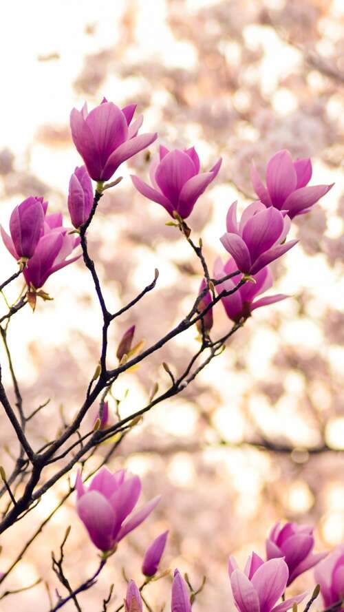 Close-up of magnolia and purple flowers on spring branches Apple iPhone SE 2022 free background images