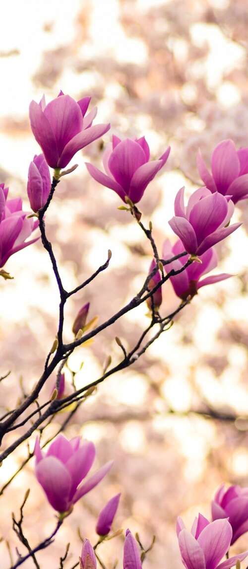 Close-up of magnolia and purple flowers on spring branches Xiaomi Redmi 14C 5G download free wallpaper for phone