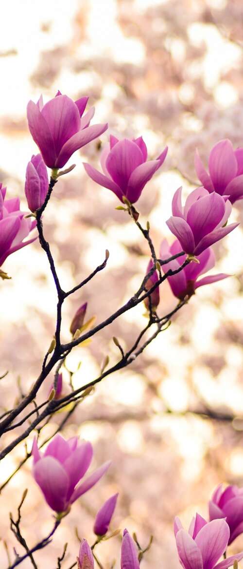 Close-up of magnolia and purple flowers on spring branches nubia Flip 3 wallpapers for android