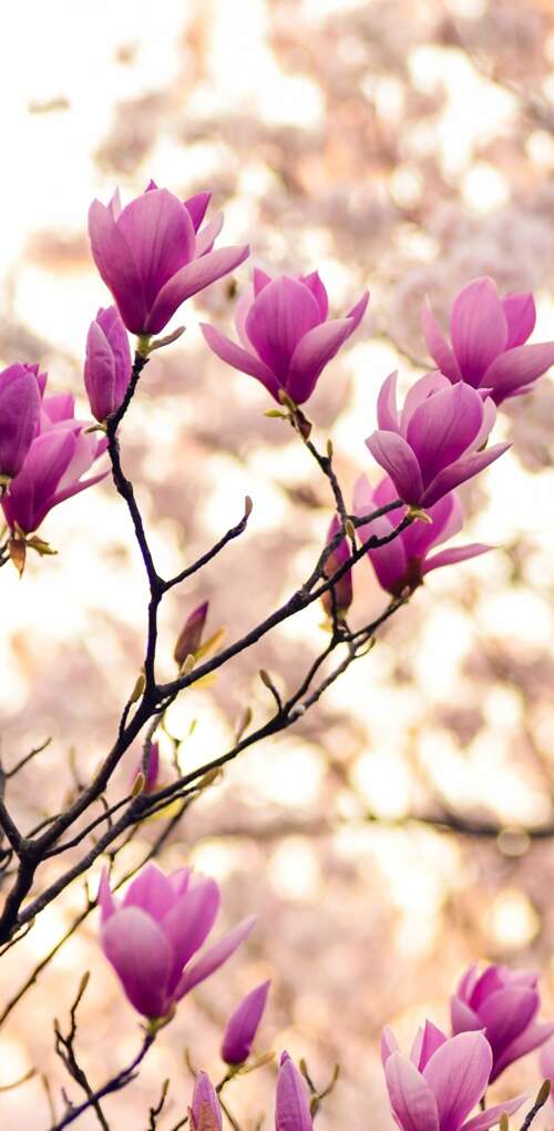 Close-up of magnolia and purple flowers on spring branches Huawei Mate 30 Pro free background