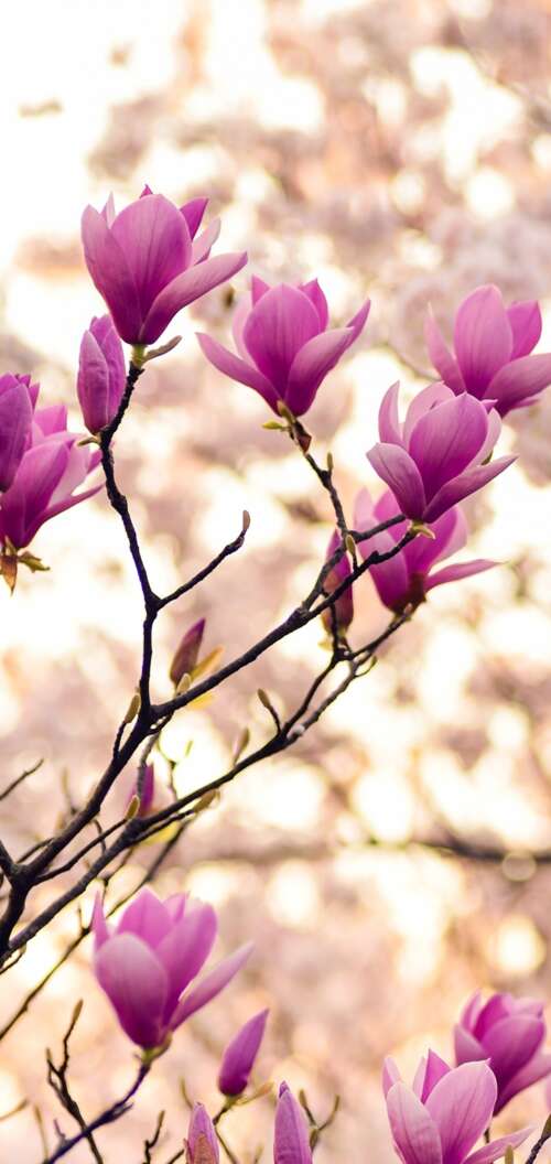 Close-up of magnolia and purple flowers on spring branches Oppo A6k 4G pictures for wallpaper