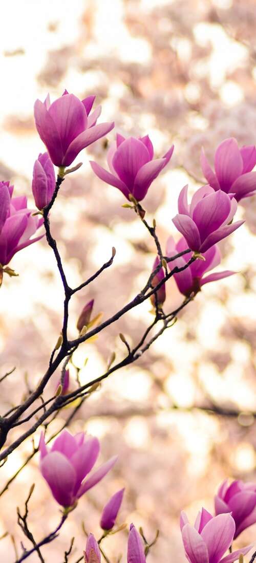 Close-up of magnolia and purple flowers on spring branches Oppo Find X9 hand phone wallpaper
