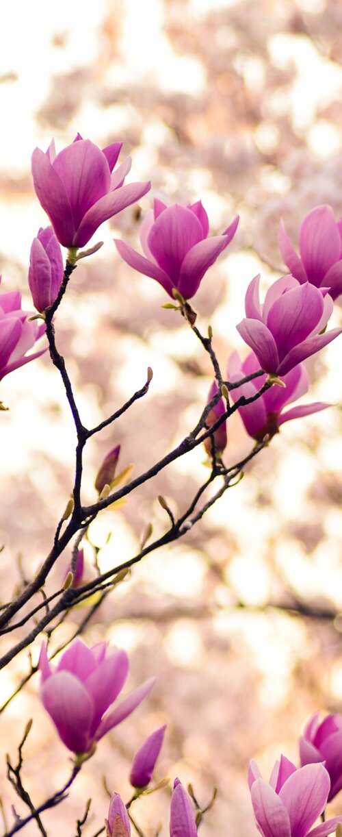 Close-up of magnolia and purple flowers on spring branches Samsung Galaxy Z Flip7 FE background images hd