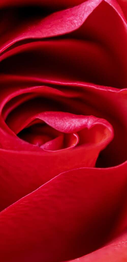 A high-detail macro close-up of a vibrant red rose blossom with velvety petals. cell phone backgrounds free